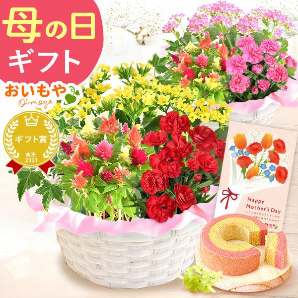 母の日 プレゼント 花 生花 ギフト カーネーション カランコエ ケイトウ ヘデラ 生花 鉢植え 寄せ植え 編み籠 ポット ミックス 送料無料 スイーツ お菓子 洋菓子 ギフトセット おいもや
