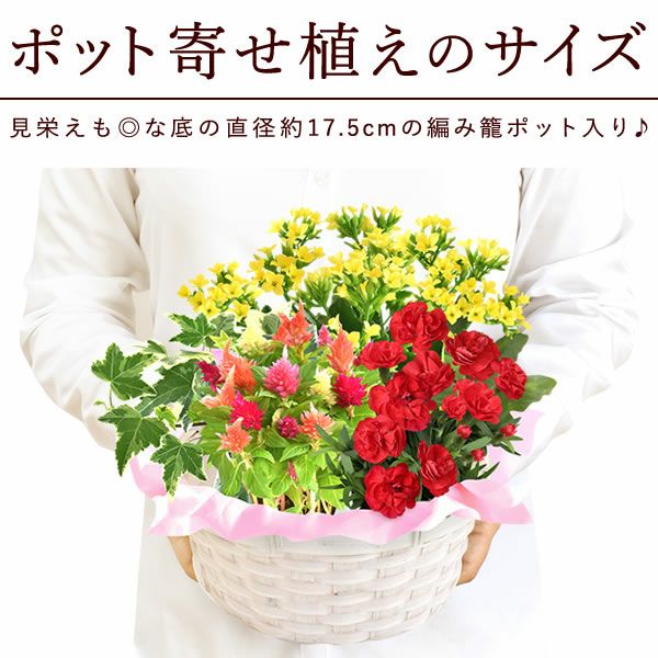 母の日 プレゼント 花 生花 ギフト カーネーション カランコエ ケイトウ ヘデラ 生花 鉢植え 寄せ植え 編み籠 ポット ミックス 送料無料 スイーツ お菓子 洋菓子 ギフトセット おいもや