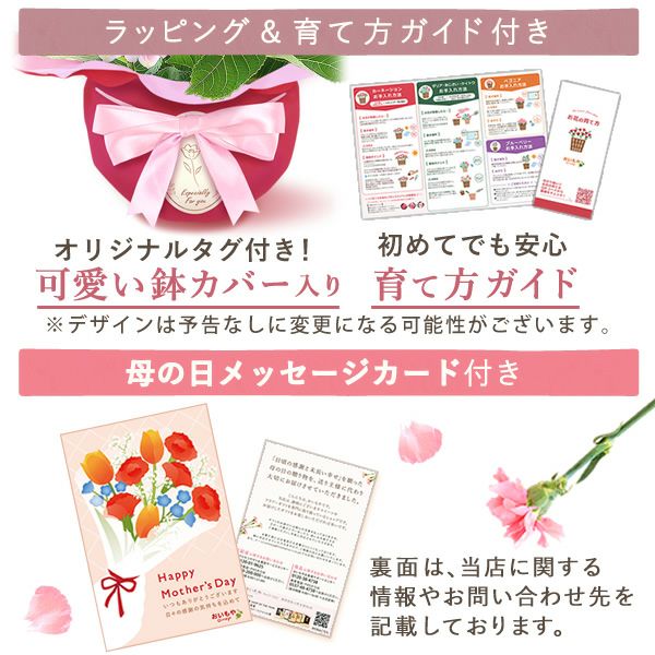 あじさい (4号) ＆選べるスイーツセット | おいもや