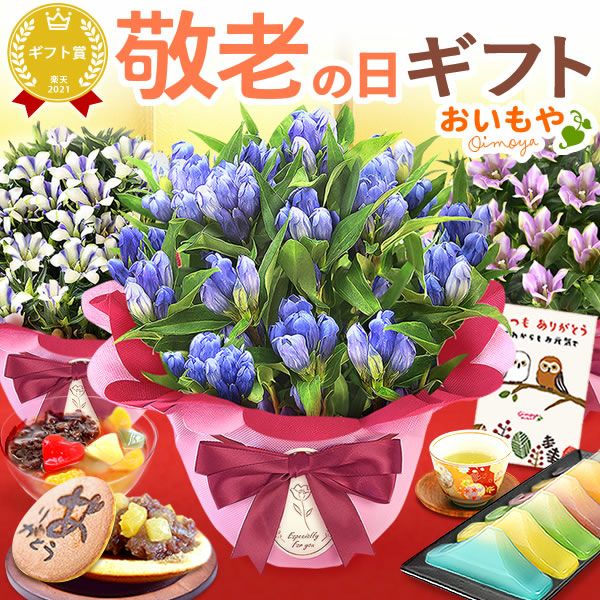 りんどう 5号＆選べるスイーツギフト 敬老の日 プレゼント ギフト 花 りんどう 竜胆 リンドウ 生花 花鉢 孫 ありがとう バウムクーヘン 干し芋 芋けんぴ かりんとう カステラ ようかん あんみつ 秋 送料無料 スイーツ お菓子 和菓子 洋菓子 メッセージカード おいもや