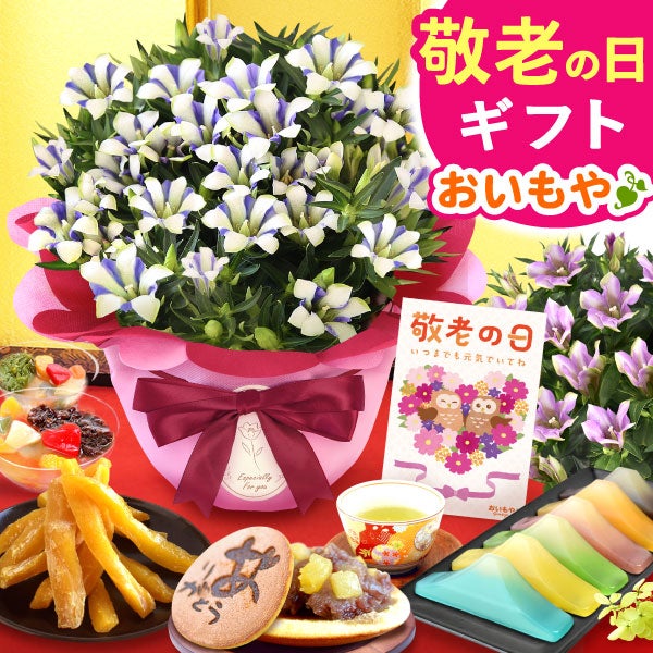 りんどう 5号＆選べるスイーツギフト 敬老の日 プレゼント ギフト 花 りんどう 竜胆 リンドウ 生花 花鉢 孫 ありがとう バウムクーヘン 干し芋 芋けんぴ かりんとう カステラ ようかん あんみつ 秋 送料無料 スイーツ お菓子 和菓子 洋菓子 メッセージカード おいもや