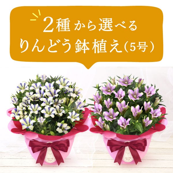 りんどう 5号＆選べるスイーツギフト 敬老の日 プレゼント ギフト 花 りんどう 竜胆 リンドウ 生花 花鉢 孫 ありがとう バウムクーヘン 干し芋 芋けんぴ かりんとう カステラ ようかん あんみつ 秋 送料無料 スイーツ お菓子 和菓子 洋菓子 メッセージカード おいもや