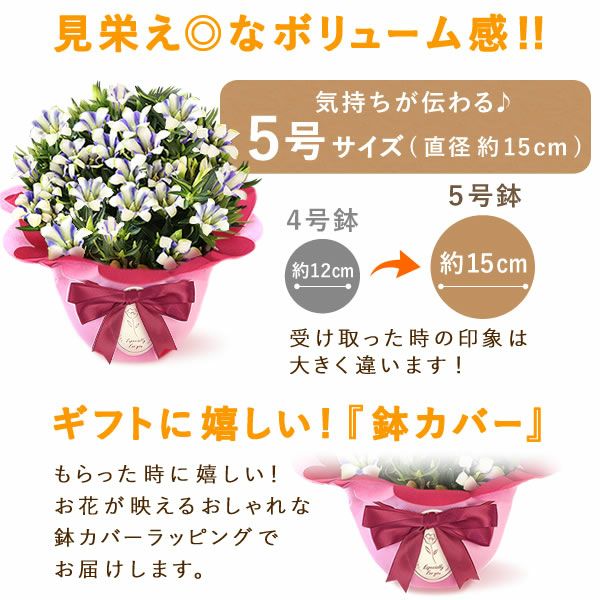 りんどう 5号＆選べるスイーツギフト 敬老の日 プレゼント ギフト 花 りんどう 竜胆 リンドウ 生花 花鉢 孫 ありがとう バウムクーヘン 干し芋 芋けんぴ かりんとう カステラ ようかん あんみつ 秋 送料無料 スイーツ お菓子 和菓子 洋菓子 メッセージカード おいもや