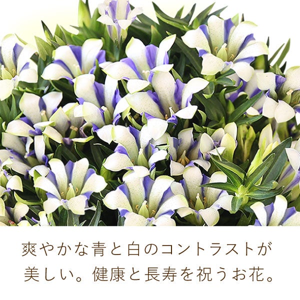 りんどう 5号＆選べるスイーツギフト 敬老の日 プレゼント ギフト 花 りんどう 竜胆 リンドウ 生花 花鉢 孫 ありがとう バウムクーヘン 干し芋 芋けんぴ かりんとう カステラ ようかん あんみつ 秋 送料無料 スイーツ お菓子 和菓子 洋菓子 メッセージカード おいもや