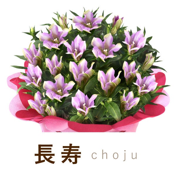 りんどう 5号＆選べるスイーツギフト 敬老の日 プレゼント ギフト 花 りんどう 竜胆 リンドウ 生花 花鉢 孫 ありがとう バウムクーヘン 干し芋 芋けんぴ かりんとう カステラ ようかん あんみつ 秋 送料無料 スイーツ お菓子 和菓子 洋菓子 メッセージカード おいもや