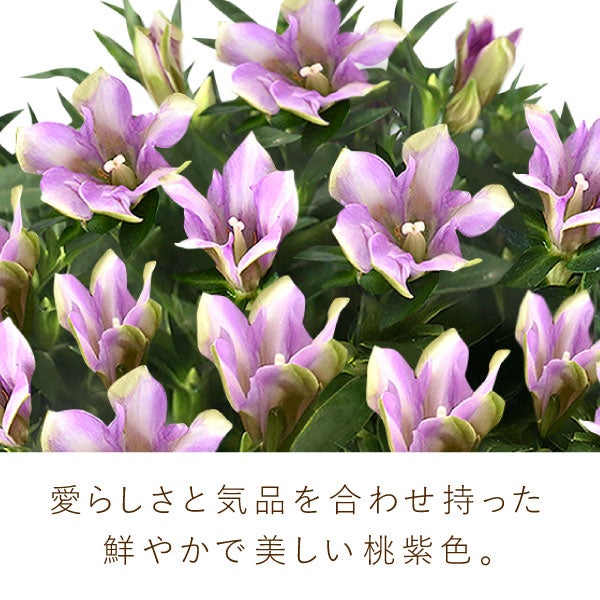 りんどう 5号＆選べるスイーツギフト 敬老の日 プレゼント ギフト 花 りんどう 竜胆 リンドウ 生花 花鉢 孫 ありがとう バウムクーヘン 干し芋 芋けんぴ かりんとう カステラ ようかん あんみつ 秋 送料無料 スイーツ お菓子 和菓子 洋菓子 メッセージカード おいもや