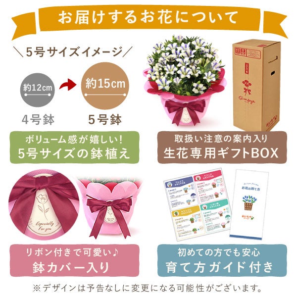りんどう 5号＆選べるスイーツギフト 敬老の日 プレゼント ギフト 花 りんどう 竜胆 リンドウ 生花 花鉢 孫 ありがとう バウムクーヘン 干し芋 芋けんぴ かりんとう カステラ ようかん あんみつ 秋 送料無料 スイーツ お菓子 和菓子 洋菓子 メッセージカード おいもや