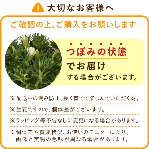りんどう 5号＆選べるスイーツギフト 敬老の日 プレゼント ギフト 花 りんどう 竜胆 リンドウ 生花 花鉢 孫 ありがとう バウムクーヘン 干し芋 芋けんぴ かりんとう カステラ ようかん あんみつ 秋 送料無料 スイーツ お菓子 和菓子 洋菓子 メッセージカード おいもや