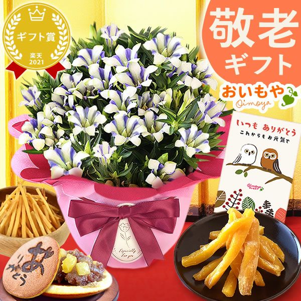 りんどう 5号＆選べるスイーツギフト 敬老の日 プレゼント ギフト 花 りんどう 竜胆 リンドウ 生花 花鉢 孫 ありがとう バウムクーヘン 干し芋 芋けんぴ かりんとう カステラ ようかん あんみつ 秋 送料無料 スイーツ お菓子 和菓子 洋菓子 メッセージカード おいもや