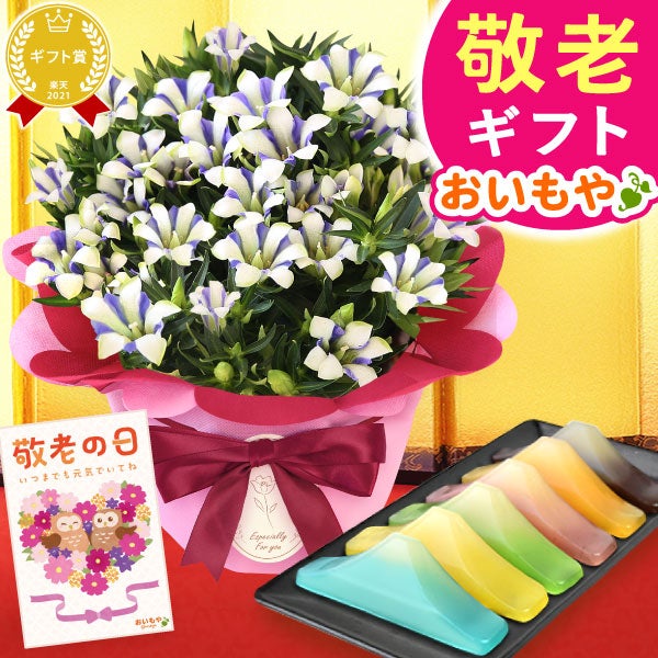 りんどう 5号＆選べるスイーツギフト 敬老の日 プレゼント ギフト 花 りんどう 竜胆 リンドウ 生花 花鉢 孫 ありがとう バウムクーヘン 干し芋 芋けんぴ かりんとう カステラ ようかん あんみつ 秋 送料無料 スイーツ お菓子 和菓子 洋菓子 メッセージカード おいもや