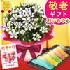 りんどう 5号＆選べるスイーツギフト 敬老の日 プレゼント ギフト 花 りんどう 竜胆 リンドウ 生花 花鉢 孫 ありがとう バウムクーヘン 干し芋 芋けんぴ かりんとう カステラ ようかん あんみつ 秋 送料無料 スイーツ お菓子 和菓子 洋菓子 メッセージカード おいもや