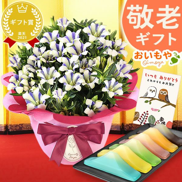 りんどう 5号＆選べるスイーツギフト 敬老の日 プレゼント ギフト 花 りんどう 竜胆 リンドウ 生花 花鉢 孫 ありがとう バウムクーヘン 干し芋 芋けんぴ かりんとう カステラ ようかん あんみつ 秋 送料無料 スイーツ お菓子 和菓子 洋菓子 メッセージカード おいもや