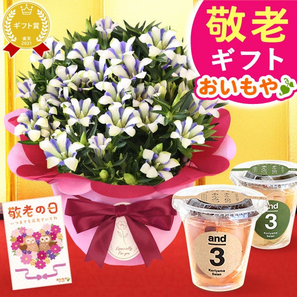 りんどう 5号＆選べるスイーツギフト 敬老の日 プレゼント ギフト 花 りんどう 竜胆 リンドウ 生花 花鉢 孫 ありがとう バウムクーヘン 干し芋 芋けんぴ かりんとう カステラ ようかん あんみつ 秋 送料無料 スイーツ お菓子 和菓子 洋菓子 メッセージカード おいもや