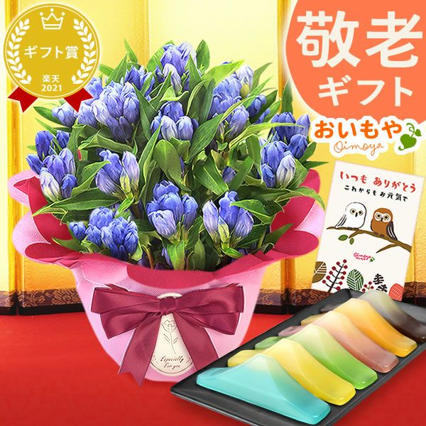 りんどう 5号＆選べるスイーツギフト 敬老の日 プレゼント ギフト 花 りんどう 竜胆 リンドウ 生花 花鉢 孫 ありがとう バウムクーヘン 干し芋 芋けんぴ かりんとう カステラ ようかん あんみつ 秋 送料無料 スイーツ お菓子 和菓子 洋菓子 メッセージカード おいもや