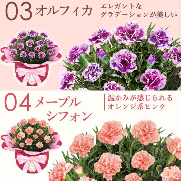 カーネーション(4号)＆お芋スイーツとはちみつ紅茶セット