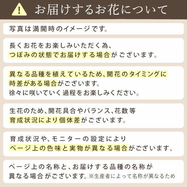 カーネーション7号（7色ミックス）＆バウムクーヘン 母の日 プレゼント 花 生花 ギフト ミックス カラフル カーネーション 7号 特大 花鉢 寄せ植え 鉢植え 希少 ピンク 赤 黄色 紫 緑 色 バウムクーヘン 人気 ははの日 送料無料 スイーツ お菓子 洋菓子 ギフトセット おいもや