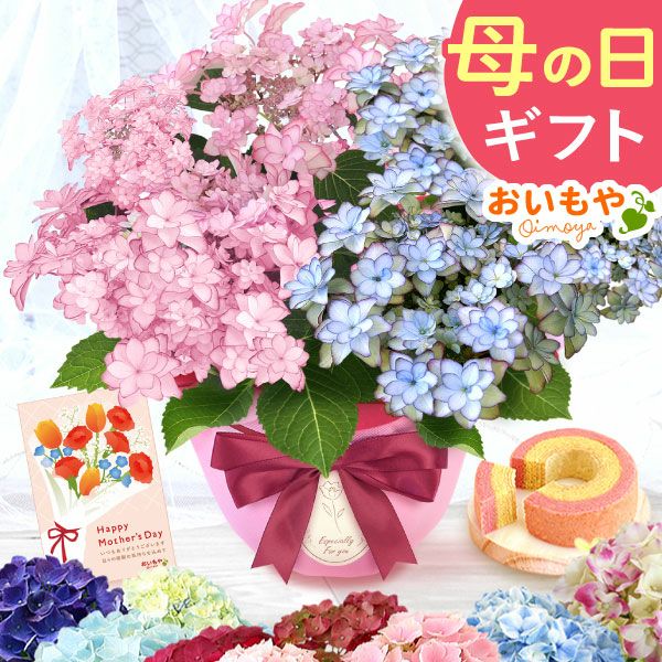 紫陽花ご予約用ページ 紫陽花 ドリーミー ブルー 5号鉢 鉢植え ギフト 母の日プレゼント用