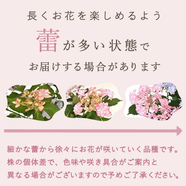 母の日 プレゼント ははの日 花 生花 ギフト あじさい アジサイ 紫陽花 2色植え 5号鉢  鉢花 鉢植え 希少 苺バウム 送料無料 スイーツ お菓子 洋菓子 ギフトセット 花とお菓子 おいもや