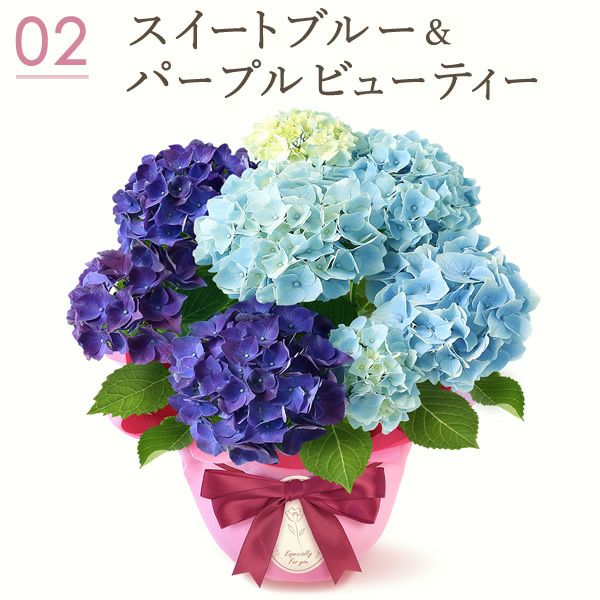 母の日 プレゼント ははの日 花 生花 ギフト あじさい アジサイ 紫陽花 2色植え 5号鉢  鉢花 鉢植え 希少 苺バウム 送料無料 スイーツ お菓子 洋菓子 ギフトセット 花とお菓子 おいもや
