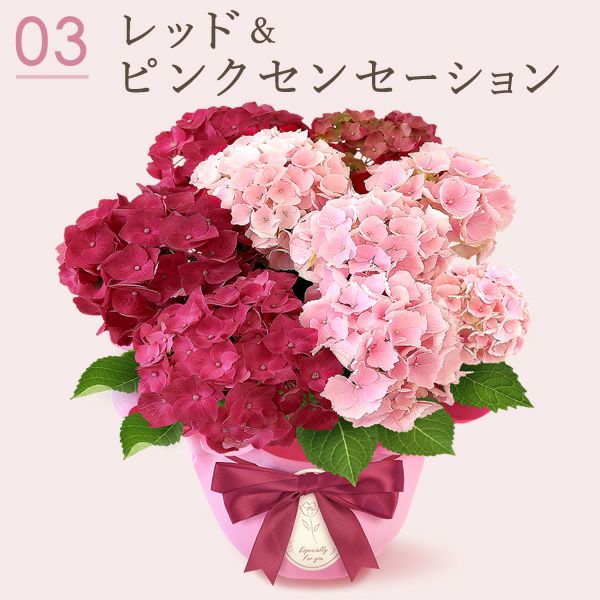 あじさい2色植え (5号) ＆人気スイーツセット | おいもや