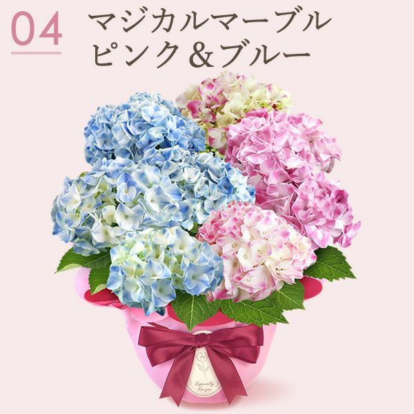 あじさい2色植え (5号) ＆人気スイーツセット | おいもや