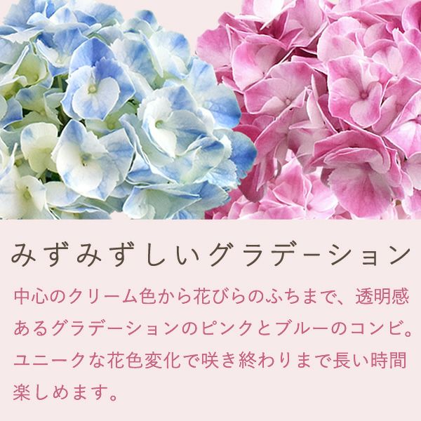 母の日 プレゼント ははの日 花 生花 ギフト あじさい アジサイ 紫陽花 2色植え 5号鉢  鉢花 鉢植え 希少 苺バウム 送料無料 スイーツ お菓子 洋菓子 ギフトセット 花とお菓子 おいもや