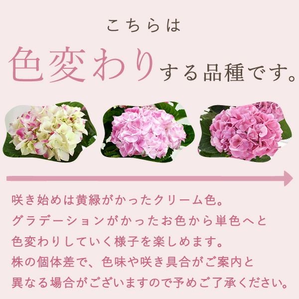 母の日 プレゼント ははの日 花 生花 ギフト あじさい アジサイ 紫陽花 2色植え 5号鉢  鉢花 鉢植え 希少 苺バウム 送料無料 スイーツ お菓子 洋菓子 ギフトセット 花とお菓子 おいもや