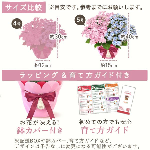 母の日 プレゼント ははの日 花 生花 ギフト あじさい アジサイ 紫陽花 2色植え 5号鉢  鉢花 鉢植え 希少 苺バウム 送料無料 スイーツ お菓子 洋菓子 ギフトセット 花とお菓子 おいもや