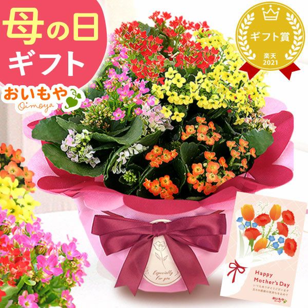 カランコエ 5号鉢 （単品） 敬老の日 プレゼント ギフト 花 花鉢 鉢花 鉢植え 生花 カランコエ 送料無料 メッセージカード おいもや