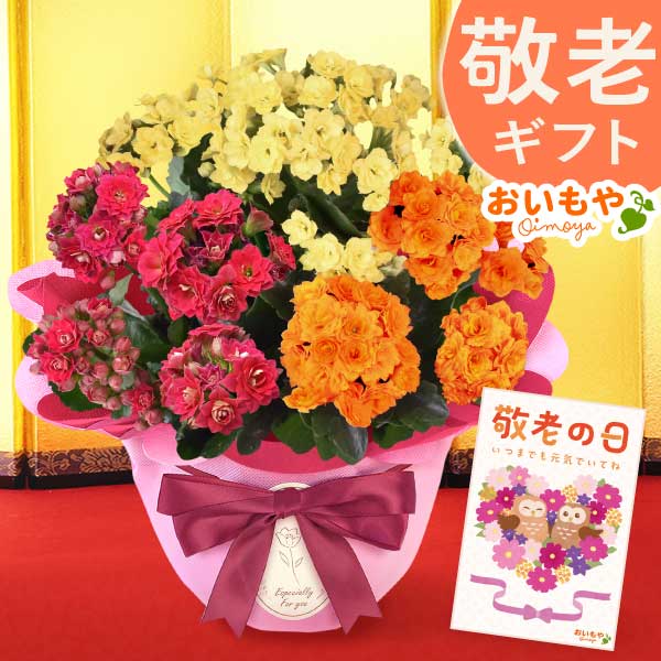カランコエ 5号鉢 （単品） 敬老の日 プレゼント ギフト 花 花鉢 鉢花 鉢植え 生花 カランコエ 送料無料 メッセージカード おいもや
