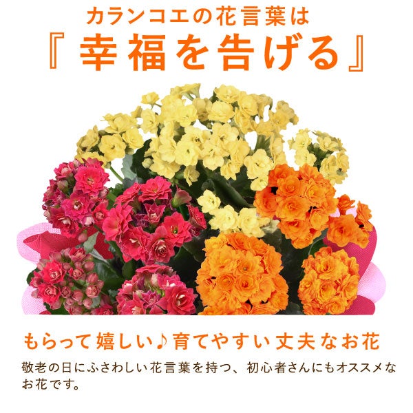 カランコエ 5号鉢 （単品） 敬老の日 プレゼント ギフト 花 花鉢 鉢花 鉢植え 生花 カランコエ 送料無料 メッセージカード おいもや2