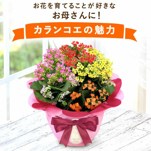 カランコエ5号鉢（単品） | おいもや