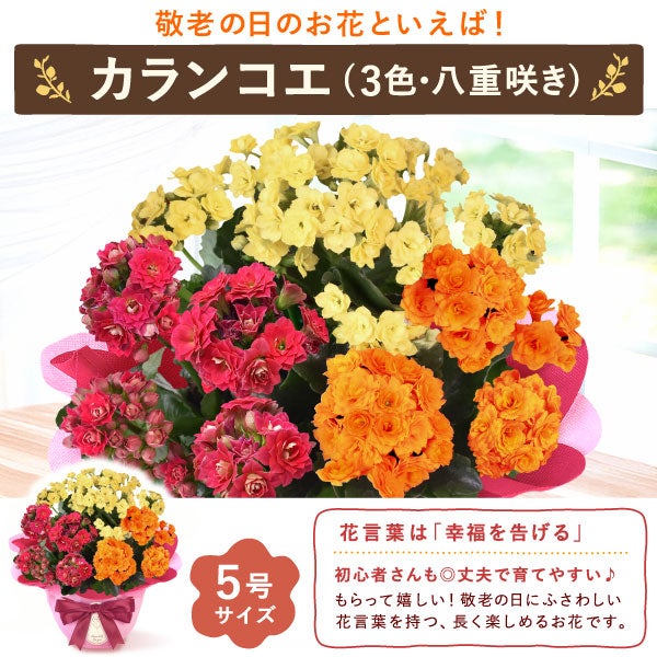 カランコエ 5号鉢 （単品） 敬老の日 プレゼント ギフト 花 花鉢 鉢花 鉢植え 生花 カランコエ 送料無料 メッセージカード おいもや3