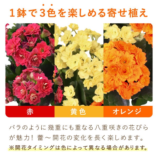カランコエ 5号鉢 （単品） 敬老の日 プレゼント ギフト 花 花鉢 鉢花 鉢植え 生花 カランコエ 送料無料 メッセージカード おいもや4