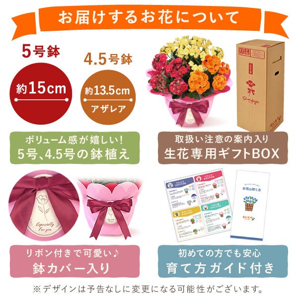 カランコエ 5号鉢 （単品） 敬老の日 プレゼント ギフト 花 花鉢 鉢花 鉢植え 生花 カランコエ 送料無料 メッセージカード おいもや5