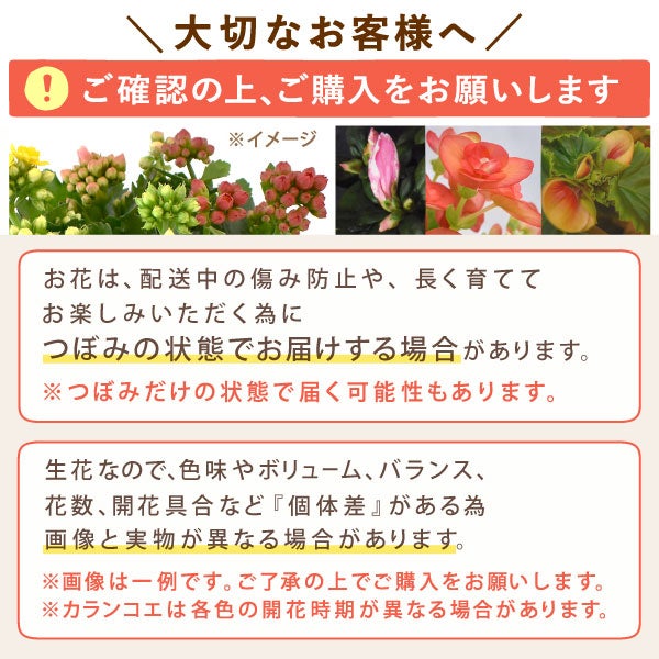 カランコエ 5号鉢 （単品） 敬老の日 プレゼント ギフト 花 花鉢 鉢花 鉢植え 生花 カランコエ 送料無料 メッセージカード おいもや6