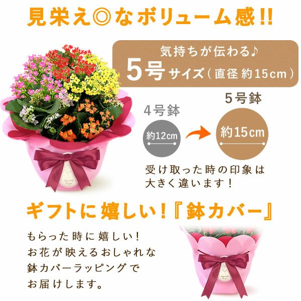 カランコエ5号鉢（単品） | おいもや