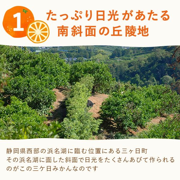 公式】冷凍みかん 500g 三ヶ日みかん｜スイーツ専門店「おいもや」通販