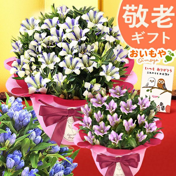 りんどう 5号 敬老の日 プレゼント ギフト 花 りんどう 竜胆 リンドウ 生花 花鉢 孫 秋 送料無料 メッセージカード おいもや