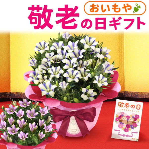 りんどう 5号 敬老の日 プレゼント ギフト 花 りんどう 竜胆 リンドウ 生花 花鉢 孫 秋 送料無料 メッセージカード おいもや