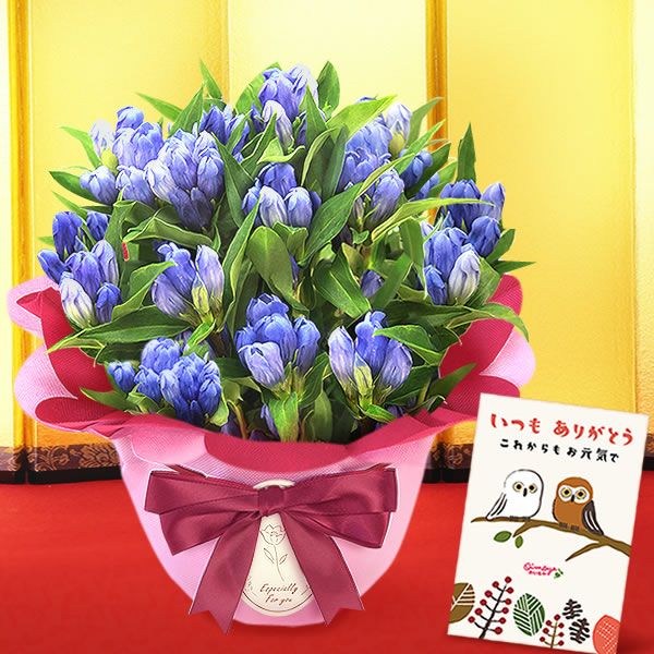 りんどう 5号 敬老の日 プレゼント ギフト 花 りんどう 竜胆 リンドウ 生花 花鉢 孫 秋 送料無料 メッセージカード おいもや