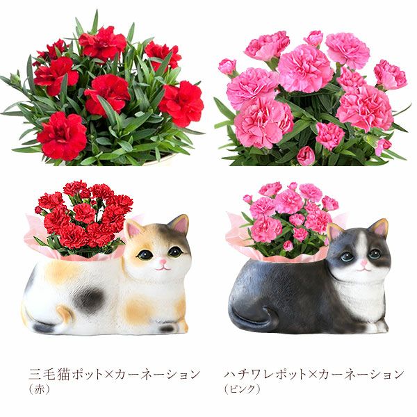 おすましキャット＆バウムクーヘンセット | おいもや