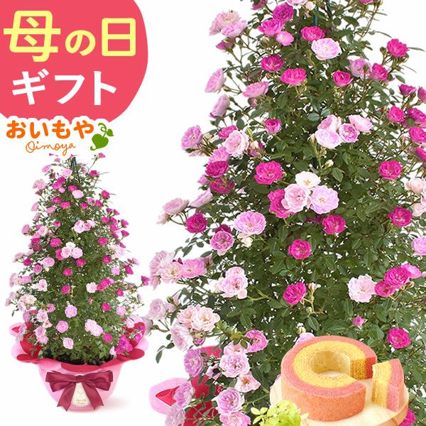 選べるバラ花鉢＋苺バウムセット | おいもや