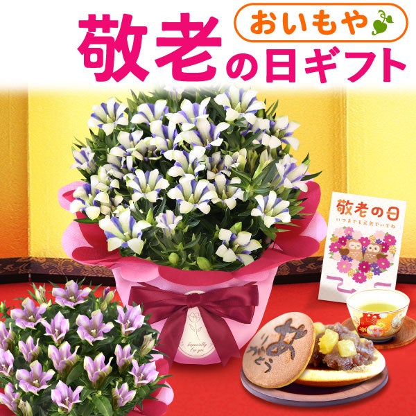 りんどう 5号 敬老の日 プレゼント ギフト 花 りんどう 竜胆 リンドウ 生花 花鉢 孫 秋 送料無料 メッセージカード おいもや