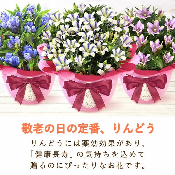 りんどう 5号 敬老の日 プレゼント ギフト 花 りんどう 竜胆 リンドウ 生花 花鉢 孫 秋 送料無料 メッセージカード おいもや
