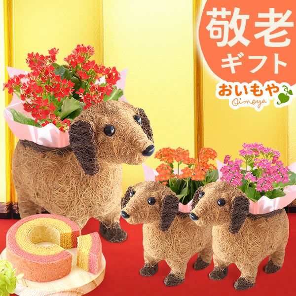 わんちゃんカランコエ（3号サイズ）＆ミニ苺バウムセット 敬老の日 プレゼント ギフト 花 花鉢 鉢花 鉢植え 生花 カランコエ 動物 犬 バウムクーヘン 送料無料 スイーツ お菓子 和菓子 洋菓子 メッセージカード おいもや