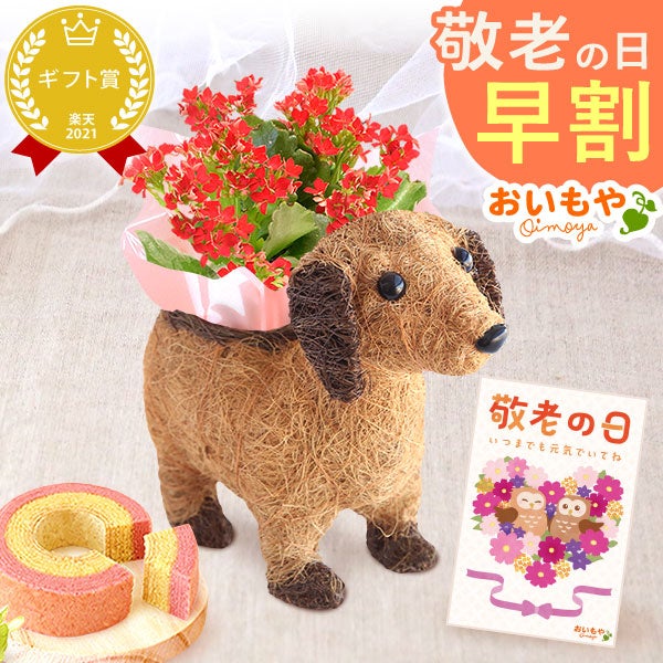 わんちゃんカランコエ（3号サイズ）＆ミニ苺バウムセット 敬老の日 プレゼント ギフト 花 花鉢 鉢花 鉢植え 生花 カランコエ 動物 犬 バウムクーヘン 送料無料 スイーツ お菓子 和菓子 洋菓子 メッセージカード おいもや