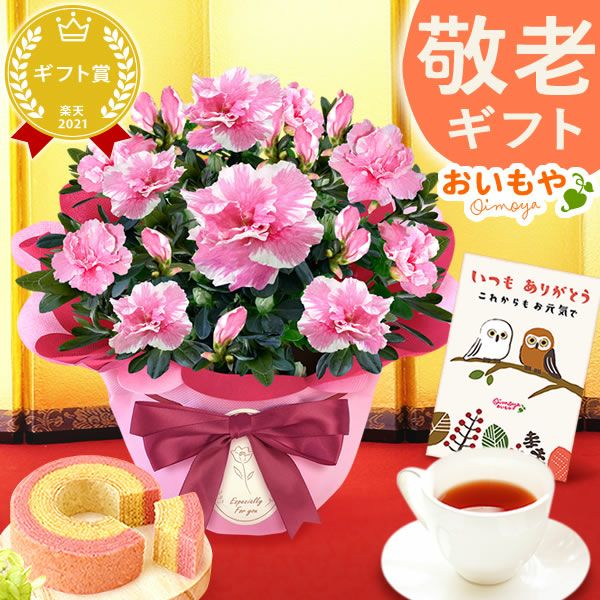 アザレア＆ミニ苺バウムクーヘンセット 敬老の日 プレゼント ギフト 花 花鉢 鉢花 鉢植え 生花 カランコエ どら焼き  送料無料 スイーツ お菓子 和菓子 メッセージカード おいもや