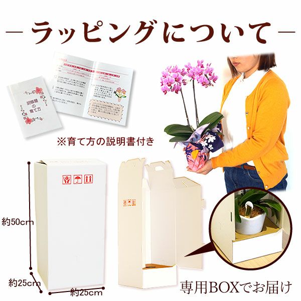 風呂敷包みミディ胡蝶蘭とバウムクーヘンセット 敬老の日 プレゼント ギフト 花 胡蝶蘭 コチョウラン ミディ フラワーギフト 蘭 鉢植え 花鉢 鉢花 花とスイーツ バウムクーヘン 送料無料 スイーツ お菓子 洋菓子 メッセージカード おいもや