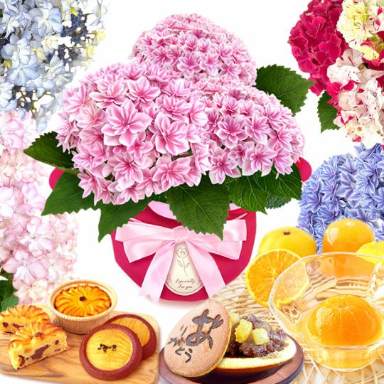 あじさい (4号)産直＆選べるスイーツセット 母の日 プレゼント ははの日 花 生花 ギフト 選べる アジサイ 紫陽花 あじさい 4号 鉢花 花鉢 鉢植え 生花 どら焼き どらやき スイートポテト みかんゼリー 産地直送 送料無料 スイーツ お菓子 和菓子 洋菓子 ギフトセット おいもや